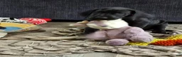 Mixed Breed dogs for sale: Mixed Breed 1 - Ad 8