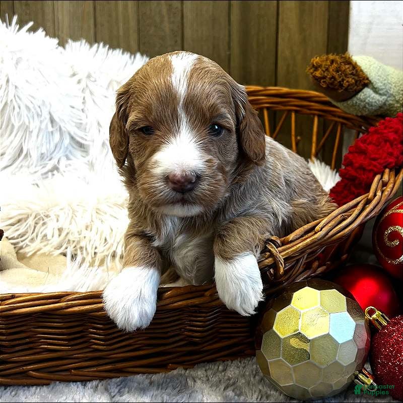 Goldendoodle dogs Zulu (Miniature Girl) - Ad 11