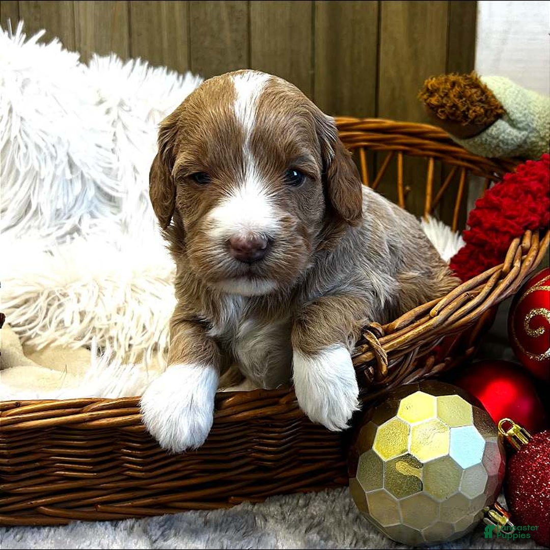 Goldendoodle dogs for sale: Zulu (Miniature Girl) - Ad 1