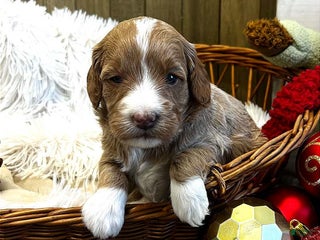 Goldendoodle dogs Zulu (Miniature Girl) - Ad 11