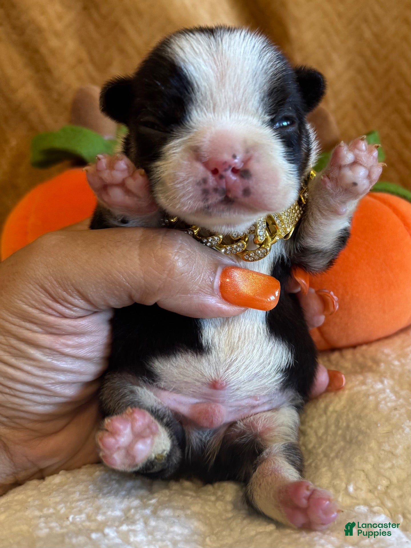French Bulldog dogs for sale: Dug - Ad 2