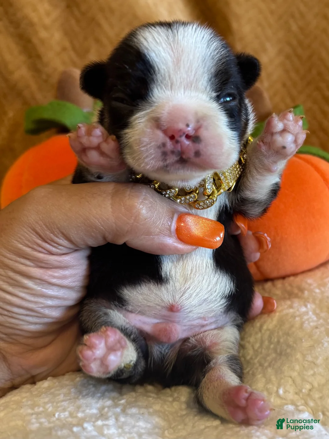 French Bulldog dogs for sale: Dug - Ad 2