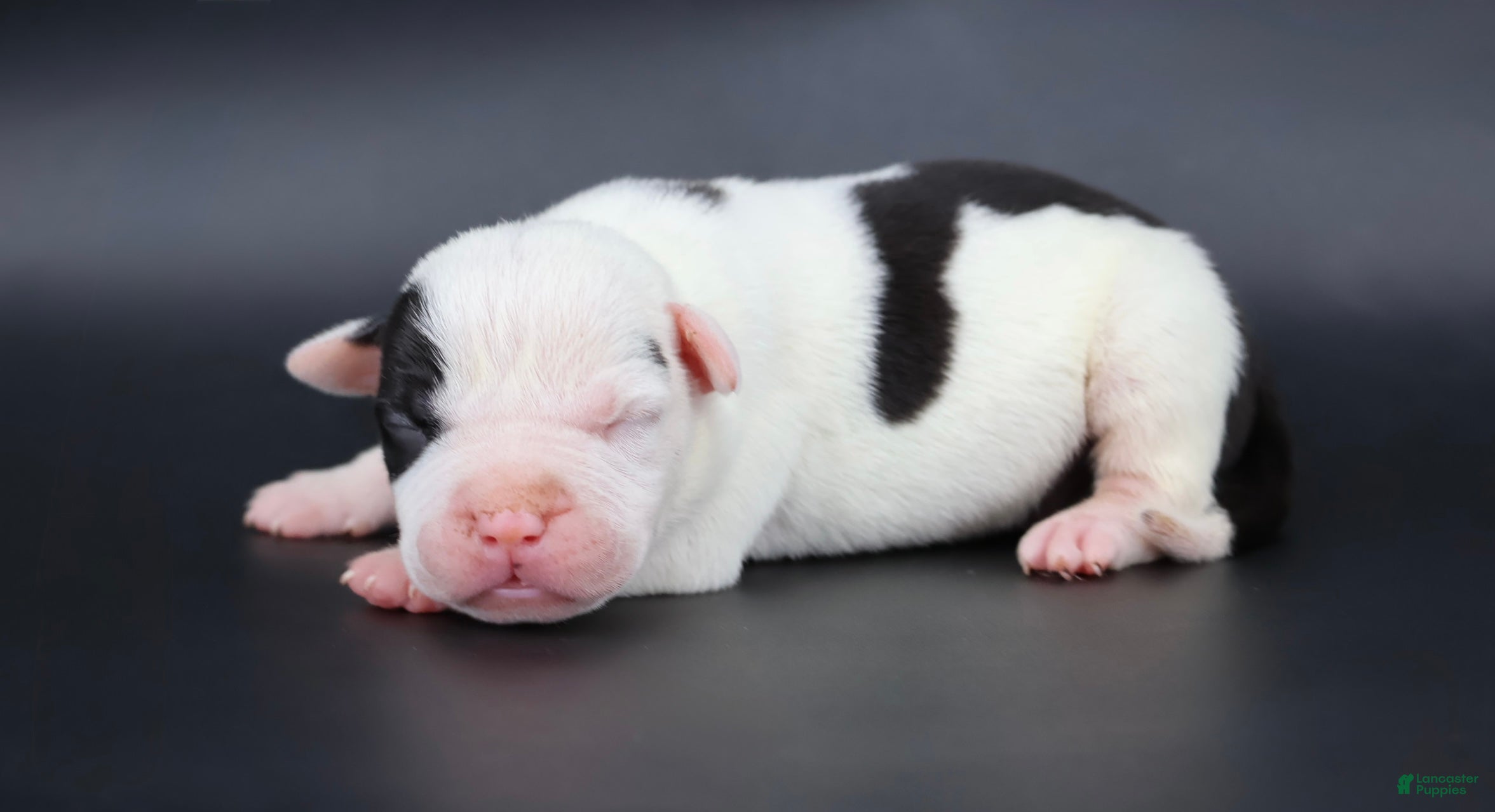 American Bully dogs Achilles - XL - ABKC - Ad 1