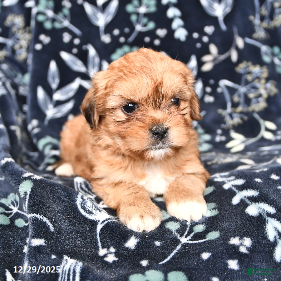 Shorkie dogs Calvin - Ad 2