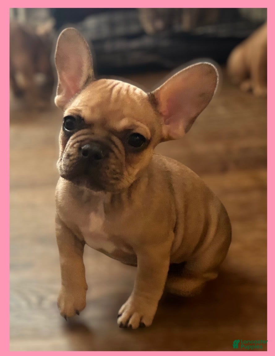 French Bulldog dogs French Bulldog Puppy 4 - Ad 12