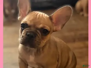 French Bulldog dogs French Bulldog Puppy 4 - Ad 12