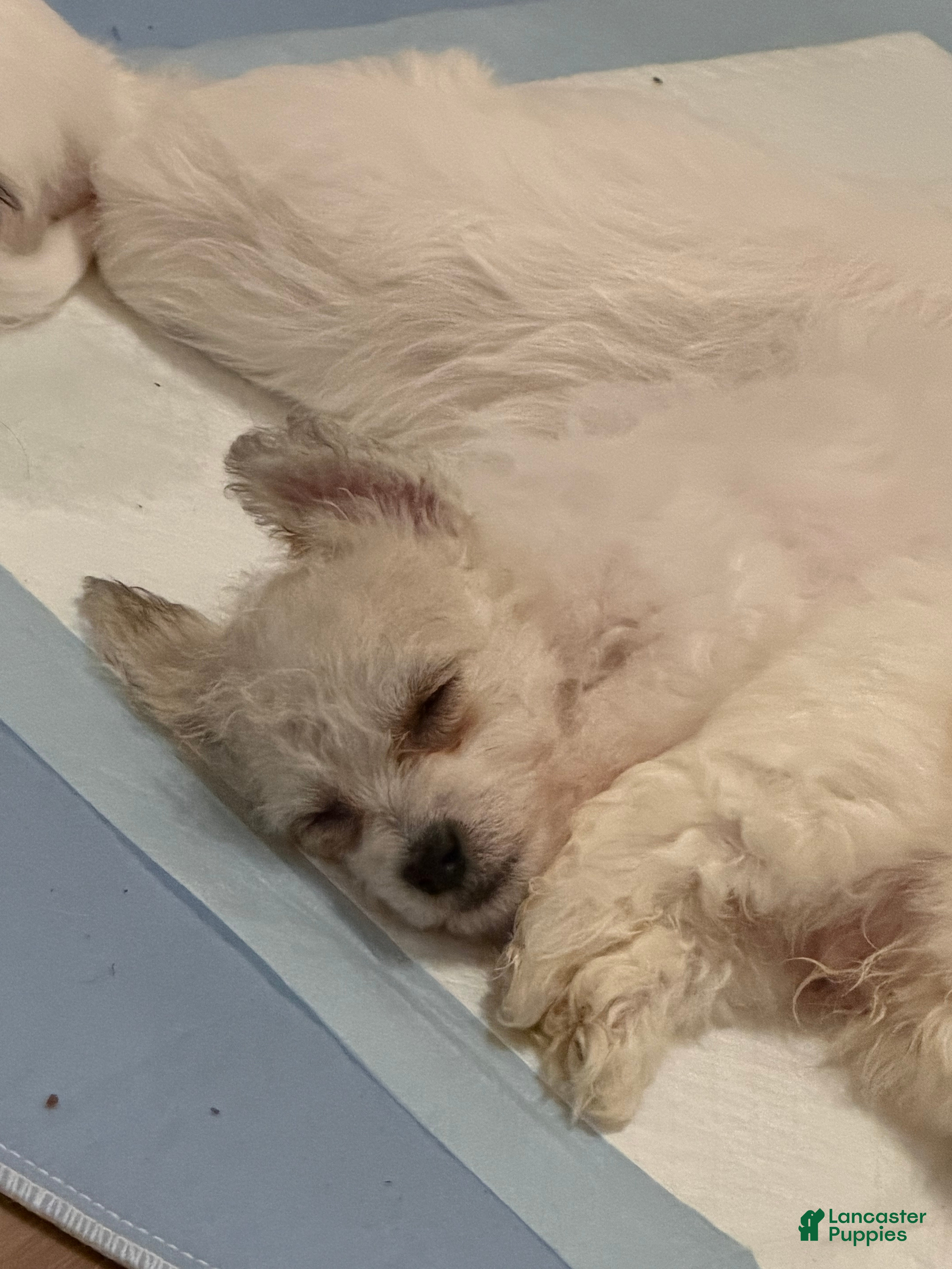 Maltese