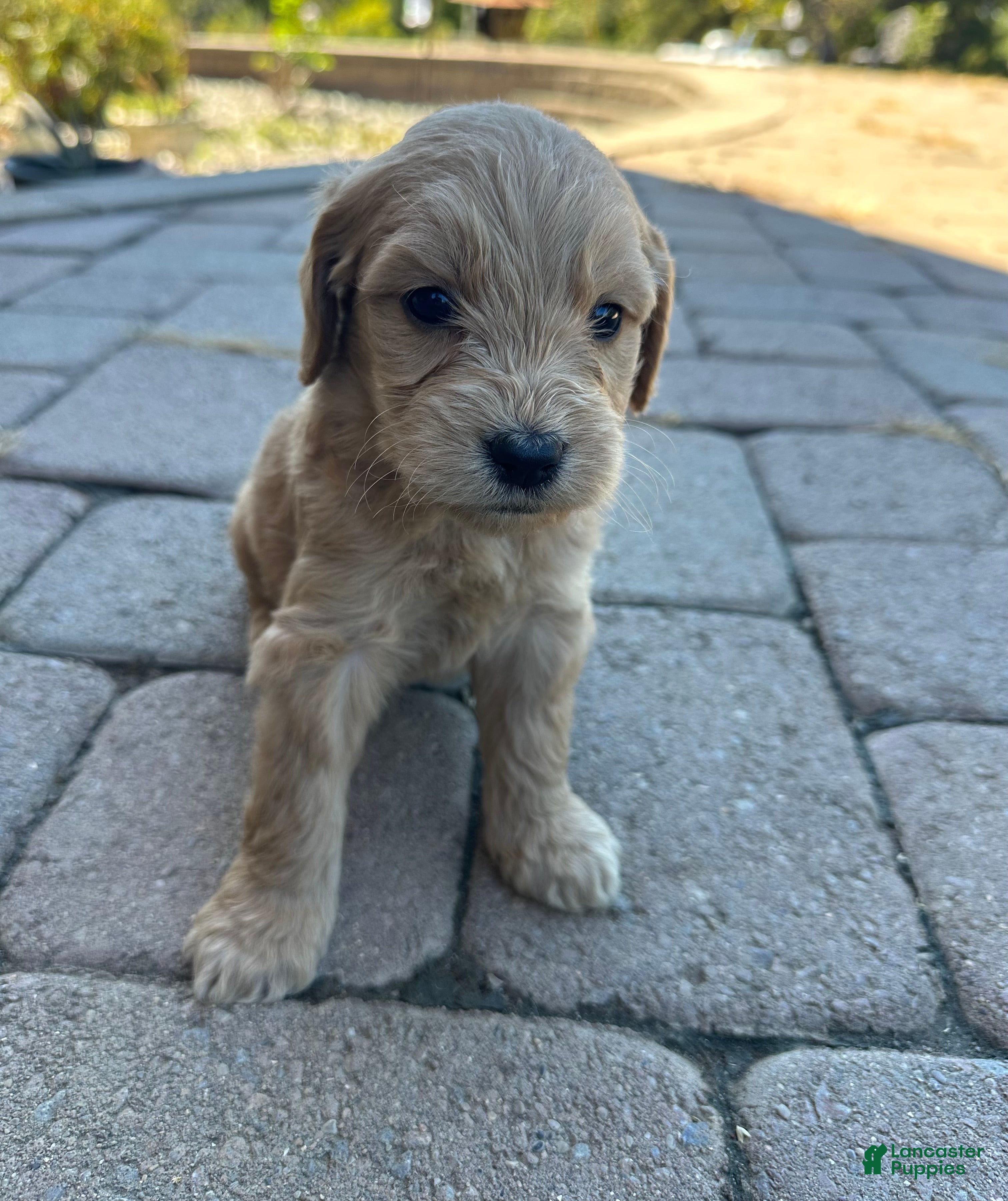Goldendoodle dogs Goldendoodle 2 - Ad 2