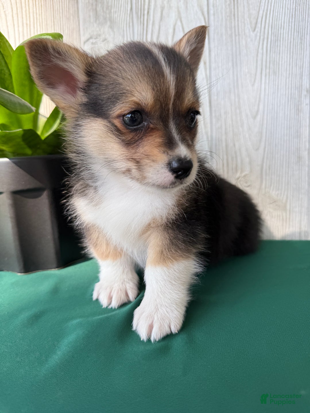 Welsh Corgi Pembroke dogs for sale: Jesse - Ad 5