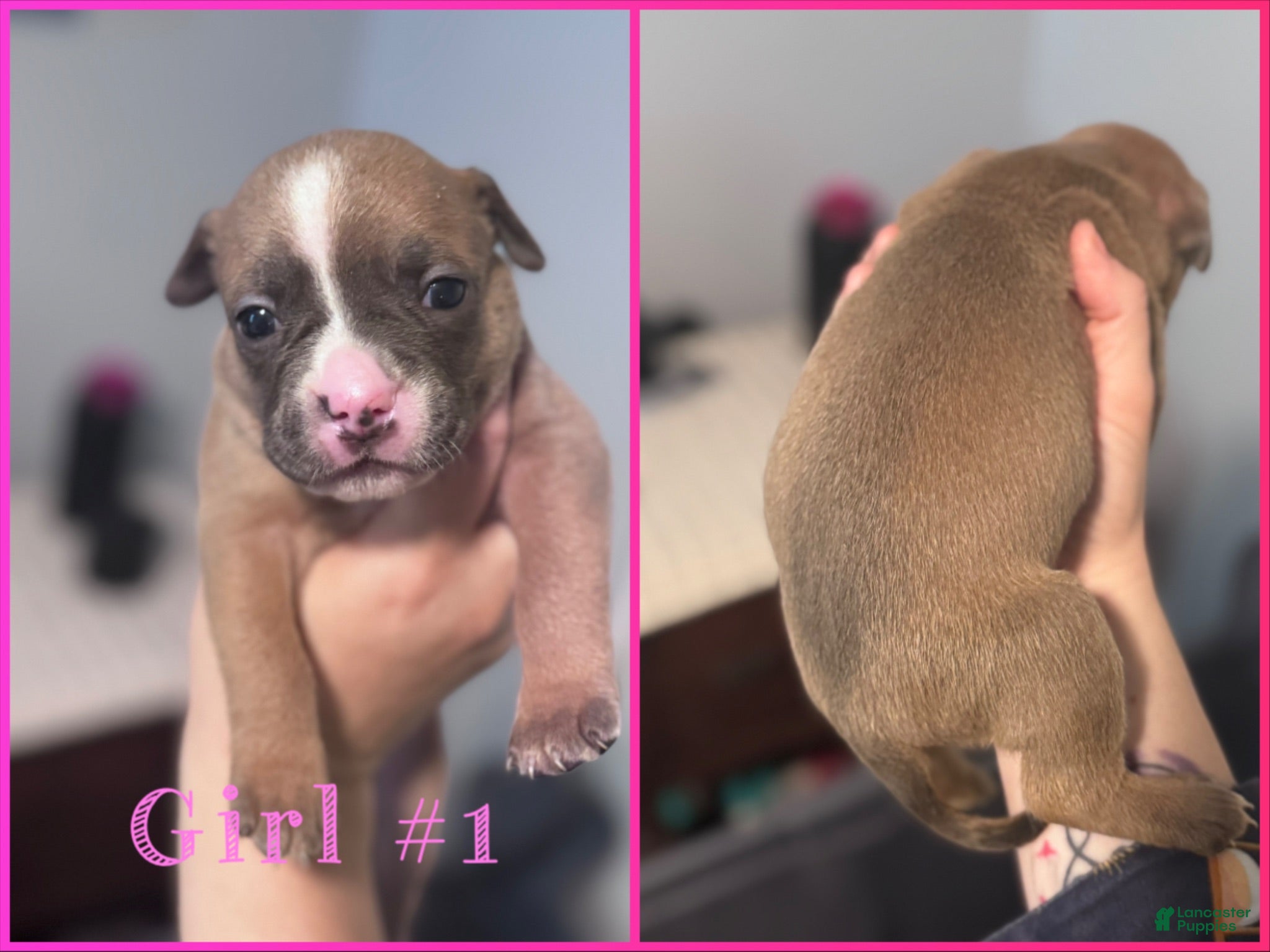 Mixed Breed dogs Mixed Breed 1 - Ad 1