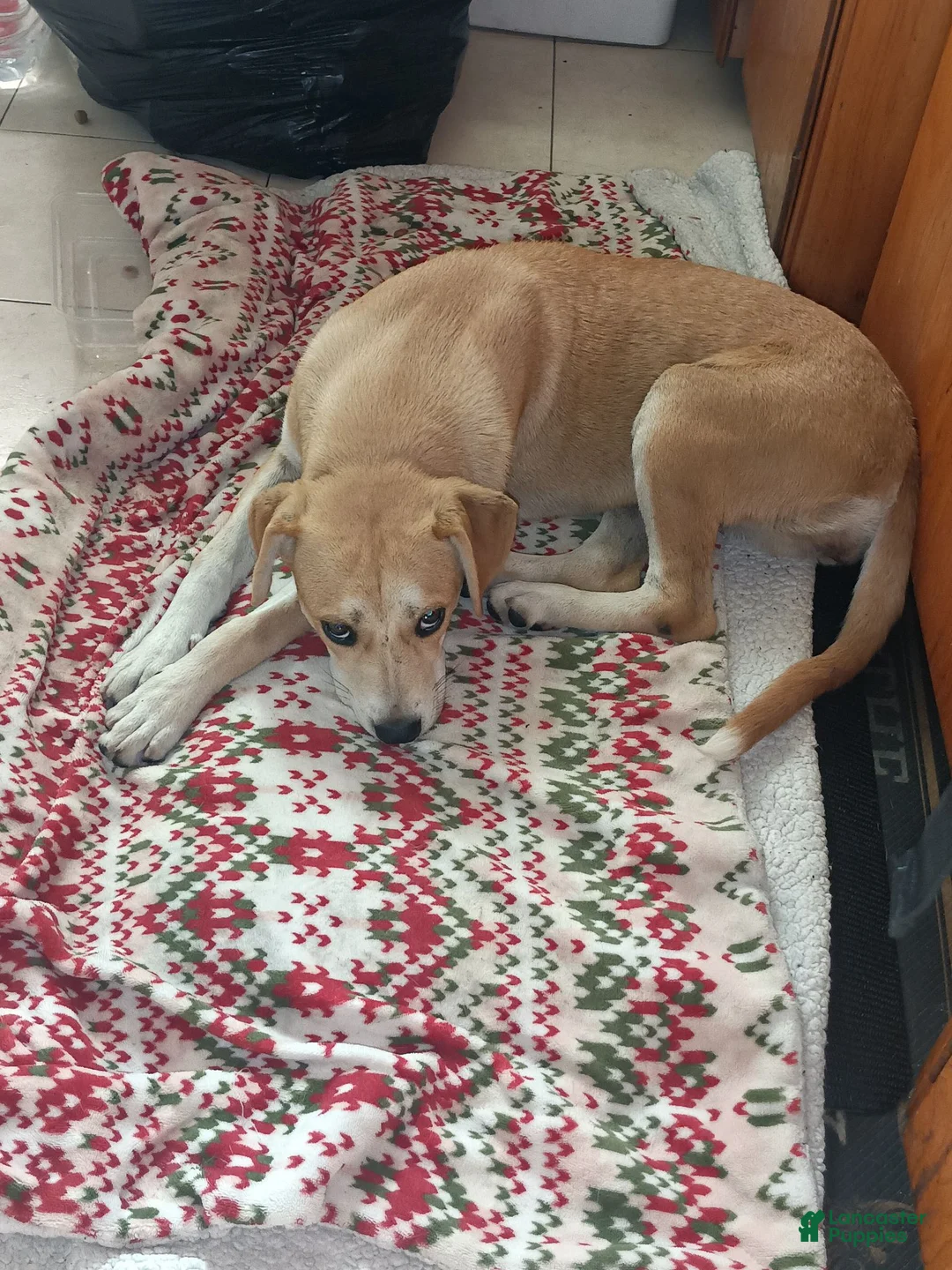 Mixed Breed dogs for sale: Mixed Breed 1 - Ad 7