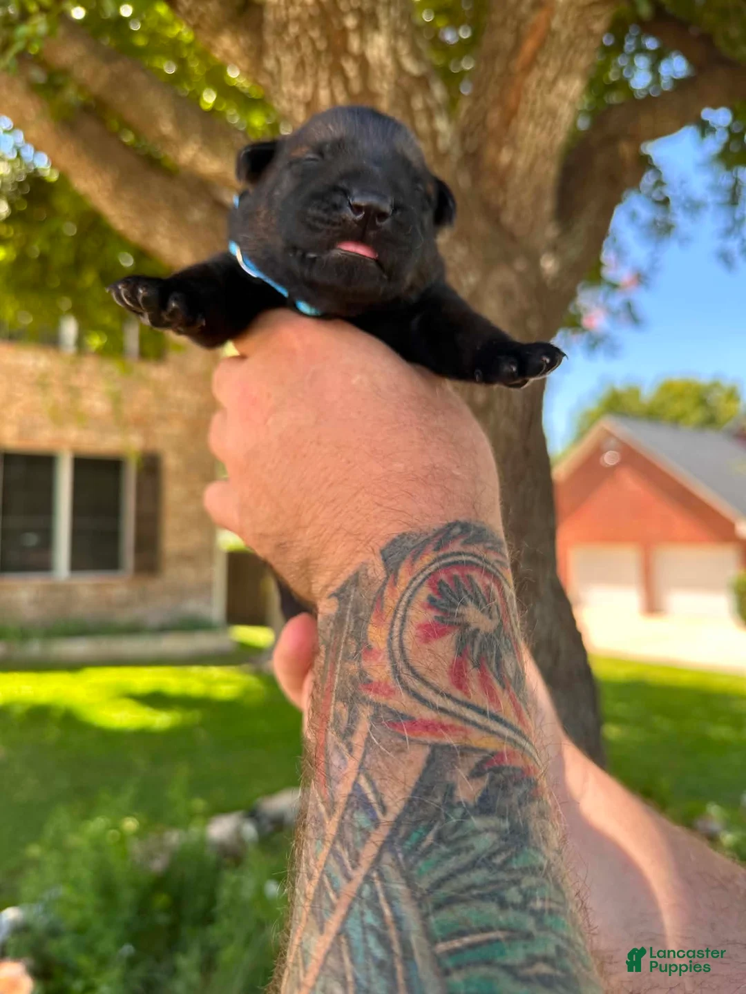 German Shepherd dogs for sale: German Shepherd 3 - Ad 2