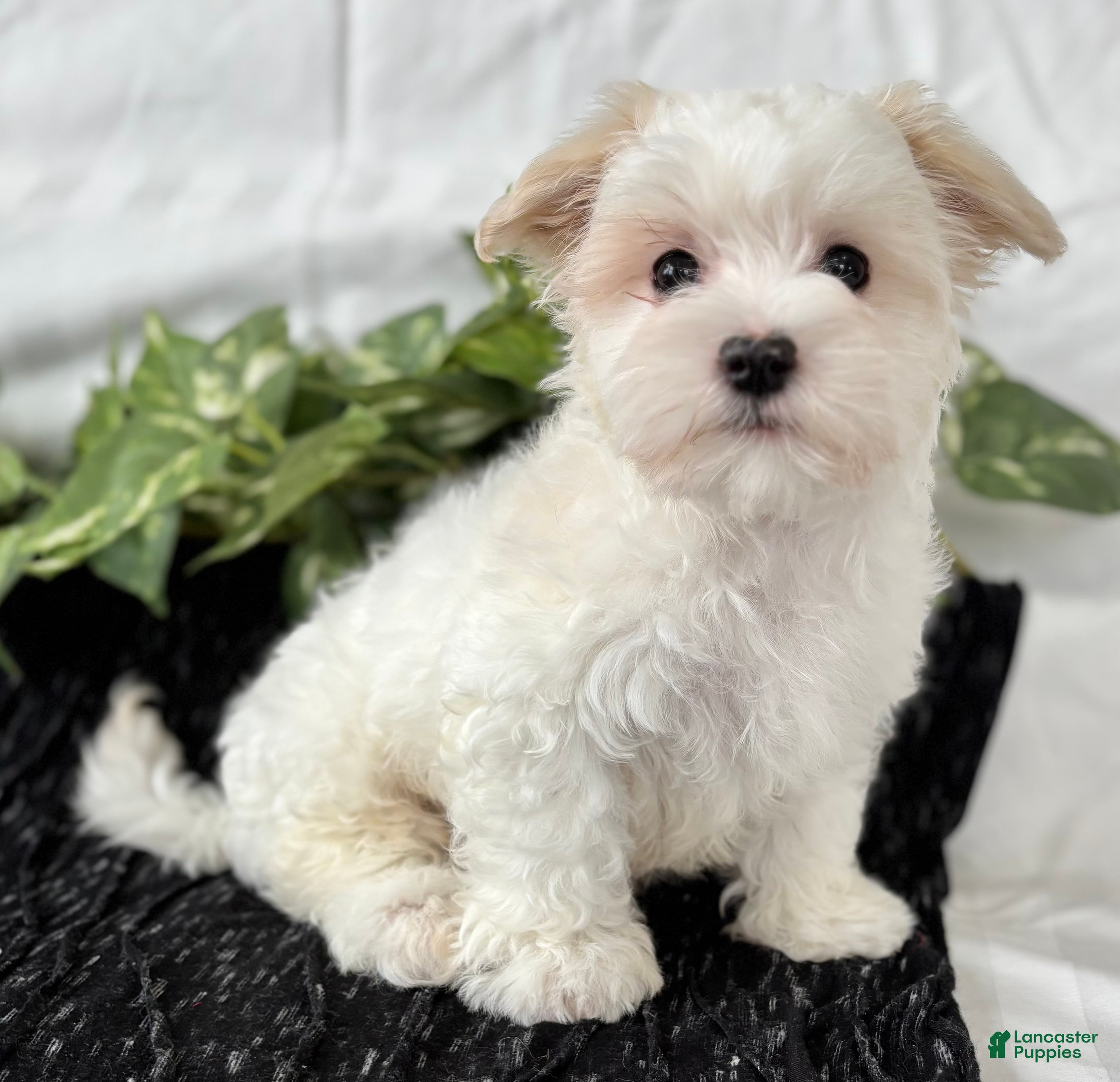 Maltese dogs Cody - Ad 28