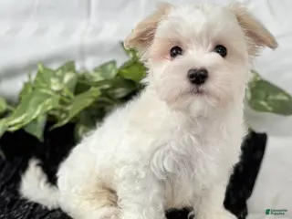 Maltese dogs Cody - Ad 28