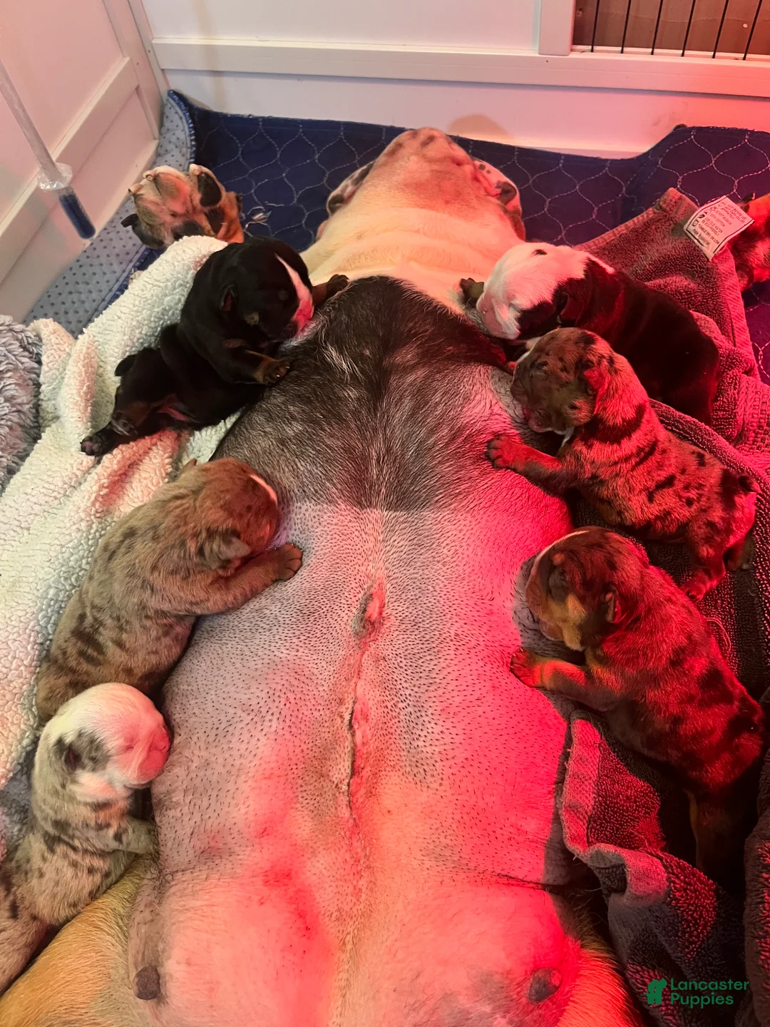 Gallery Image {{count}}