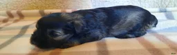 Miniature Schnauzer dogs for sale: Girl 1 - Ad 12