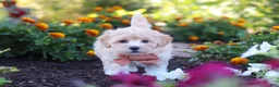 Havapoo dogs for sale: Benji - Ad 2