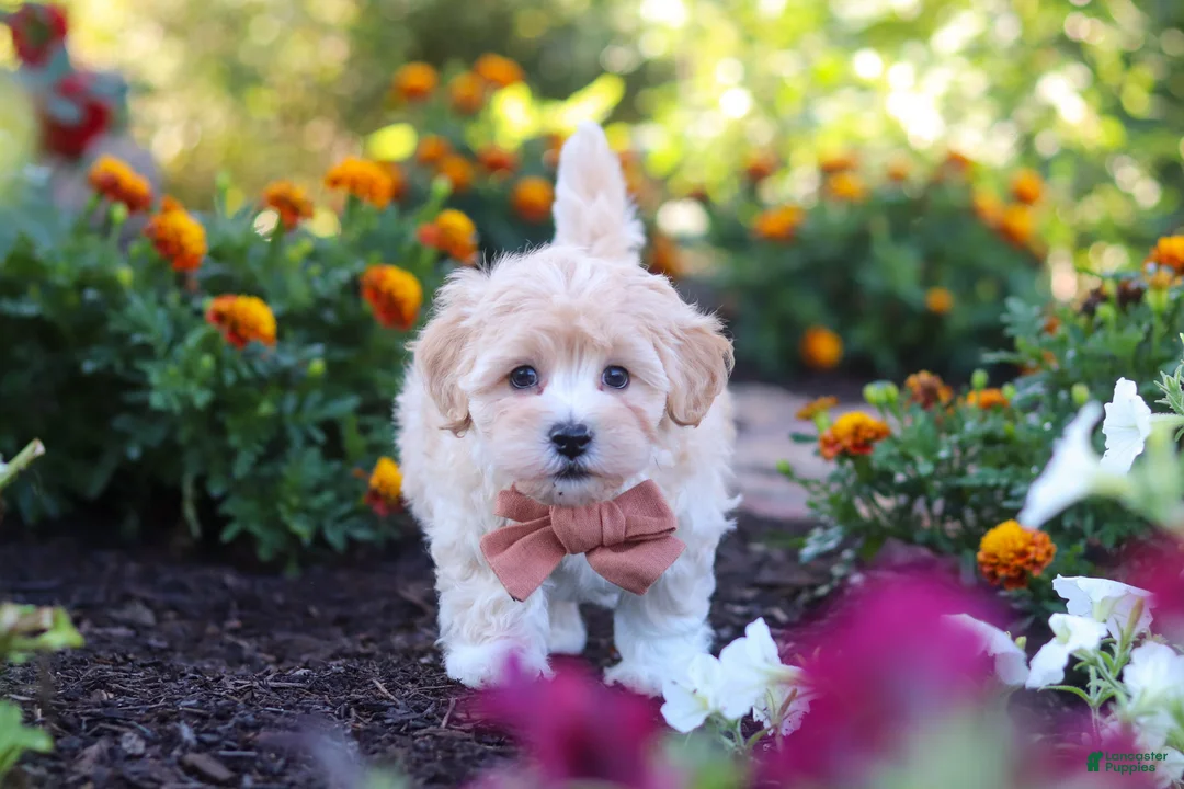 Havapoo dogs for sale: Benji - Ad 2