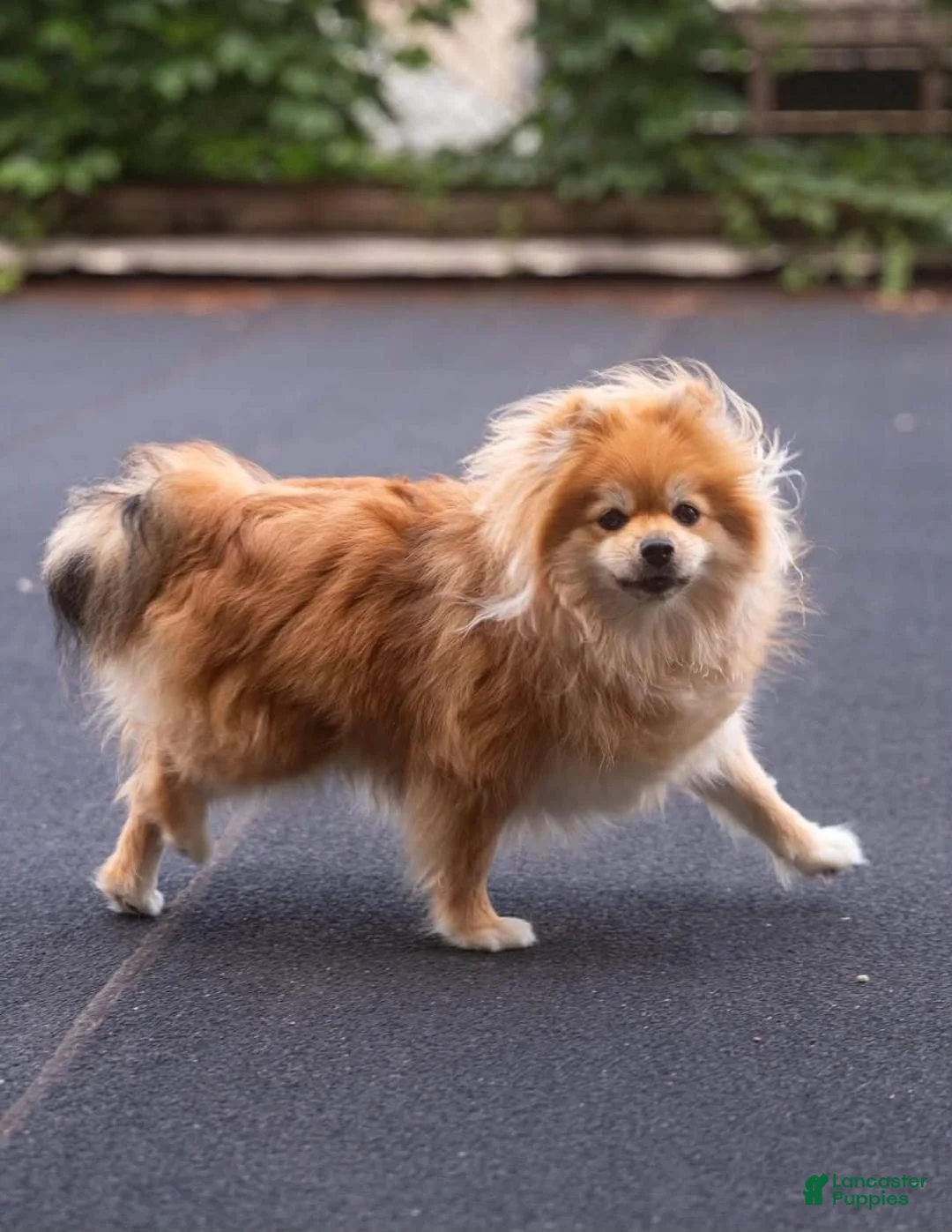 Pomeranian dogs for sale: Moni Pie - Ad 6