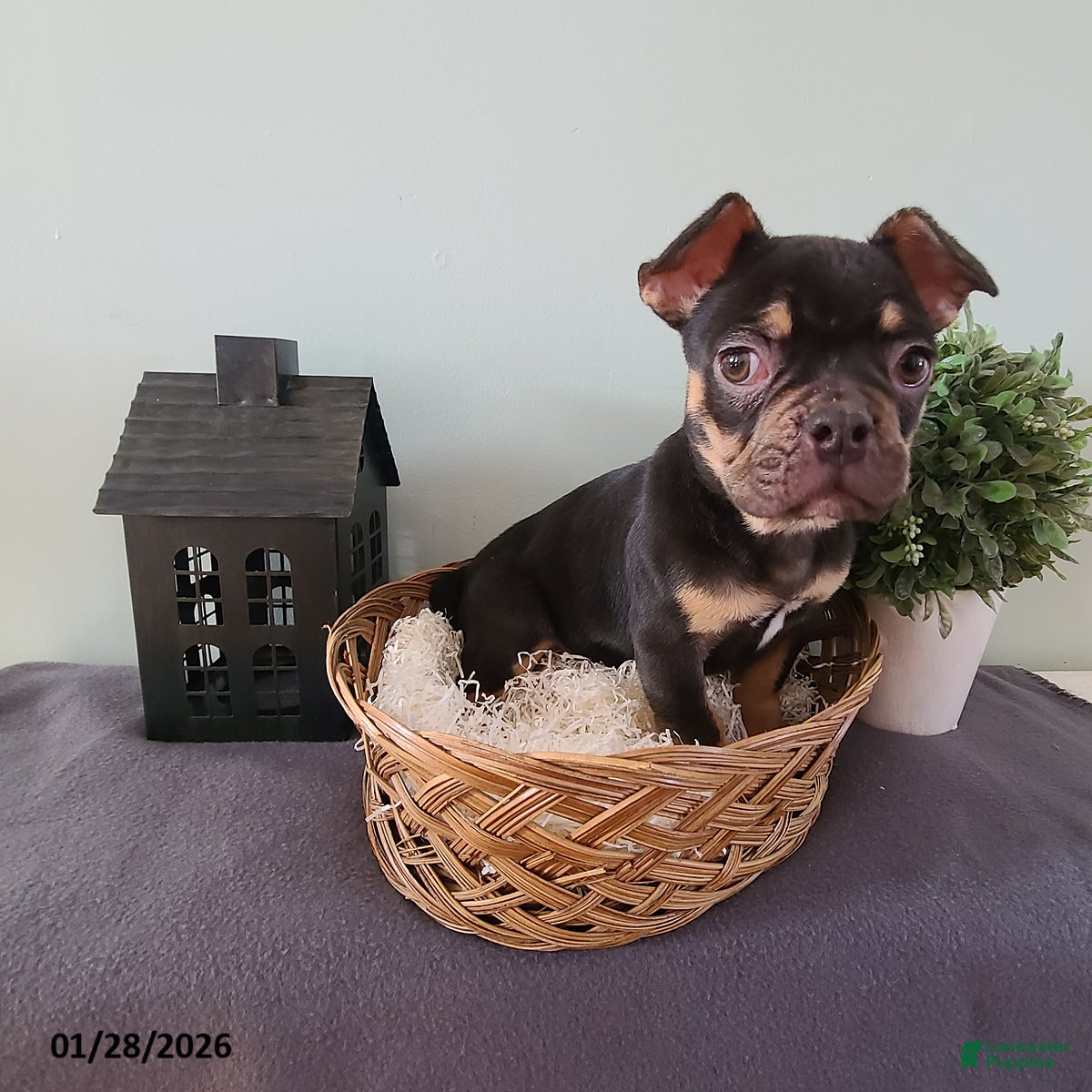 French Bulldog dogs Snickers - Ad 37