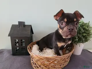 French Bulldog dogs Snickers - Ad 37