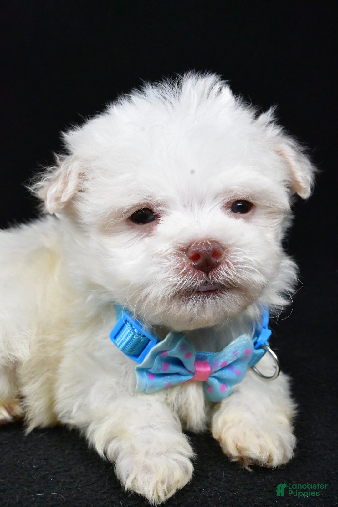 Havanese dogs for sale: Charles - Ad 3