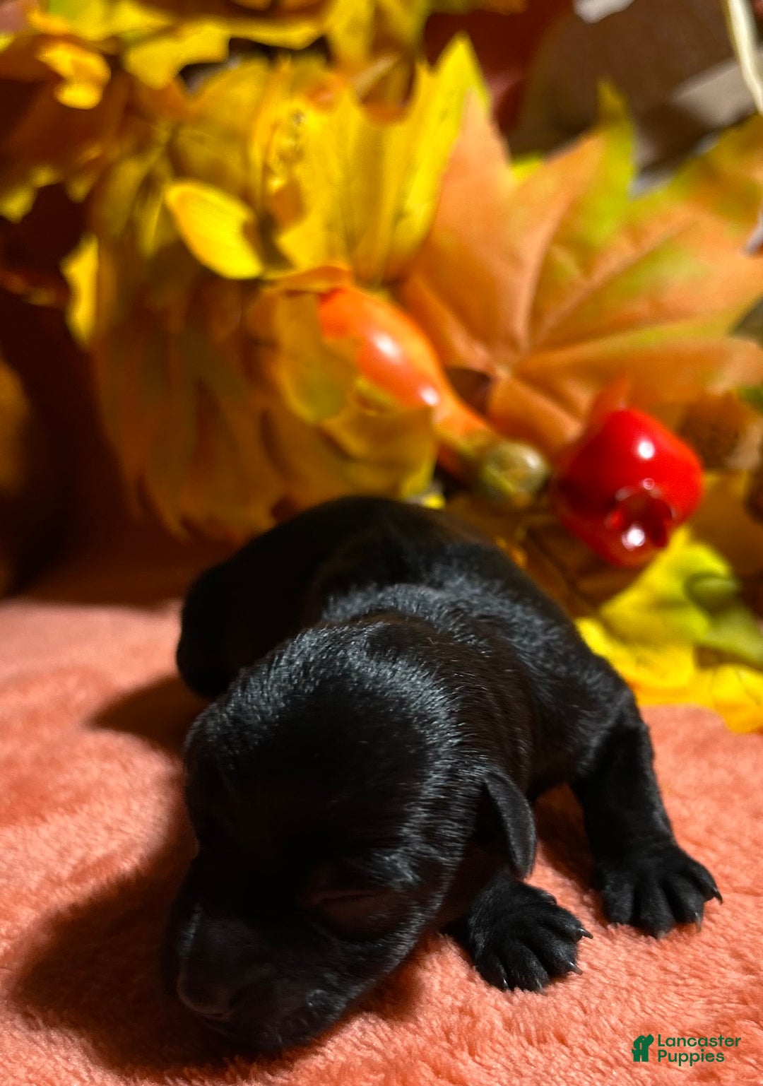 Miniature Schnauzer dogs for sale: Miniature Schnauzer Puppy 4 - Ad 9