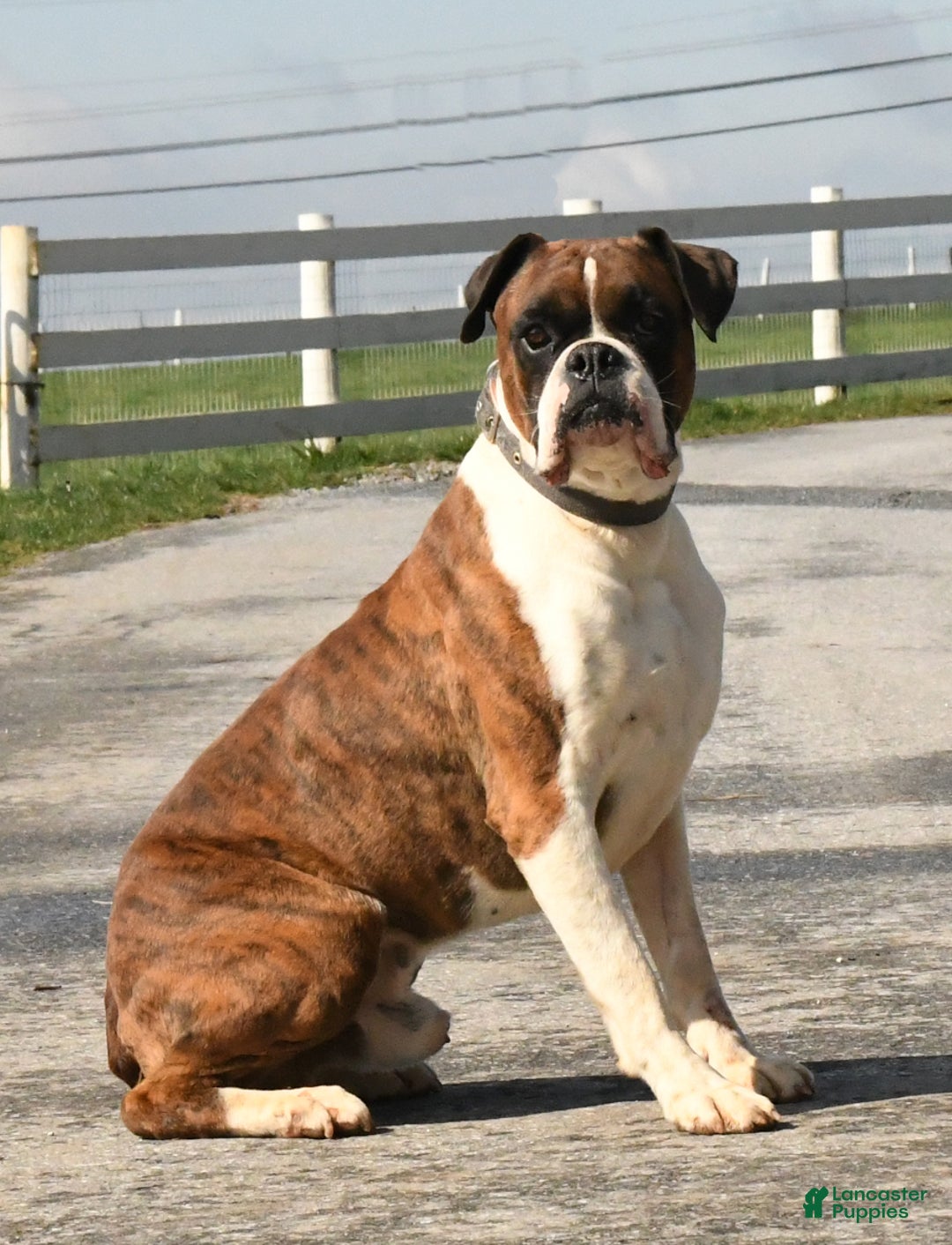 Boxer dogs for sale: Alpha - Ad 6