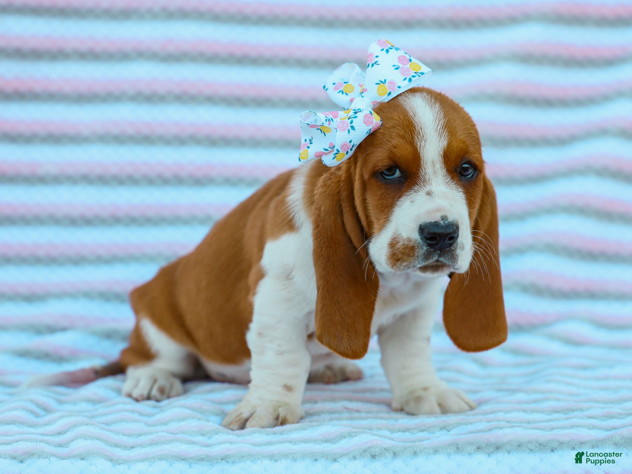 Basset Hound dogs Jenna Basset Hound Pup - Ad 28