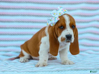 Basset Hound dogs Jenna Basset Hound Pup - Ad 32