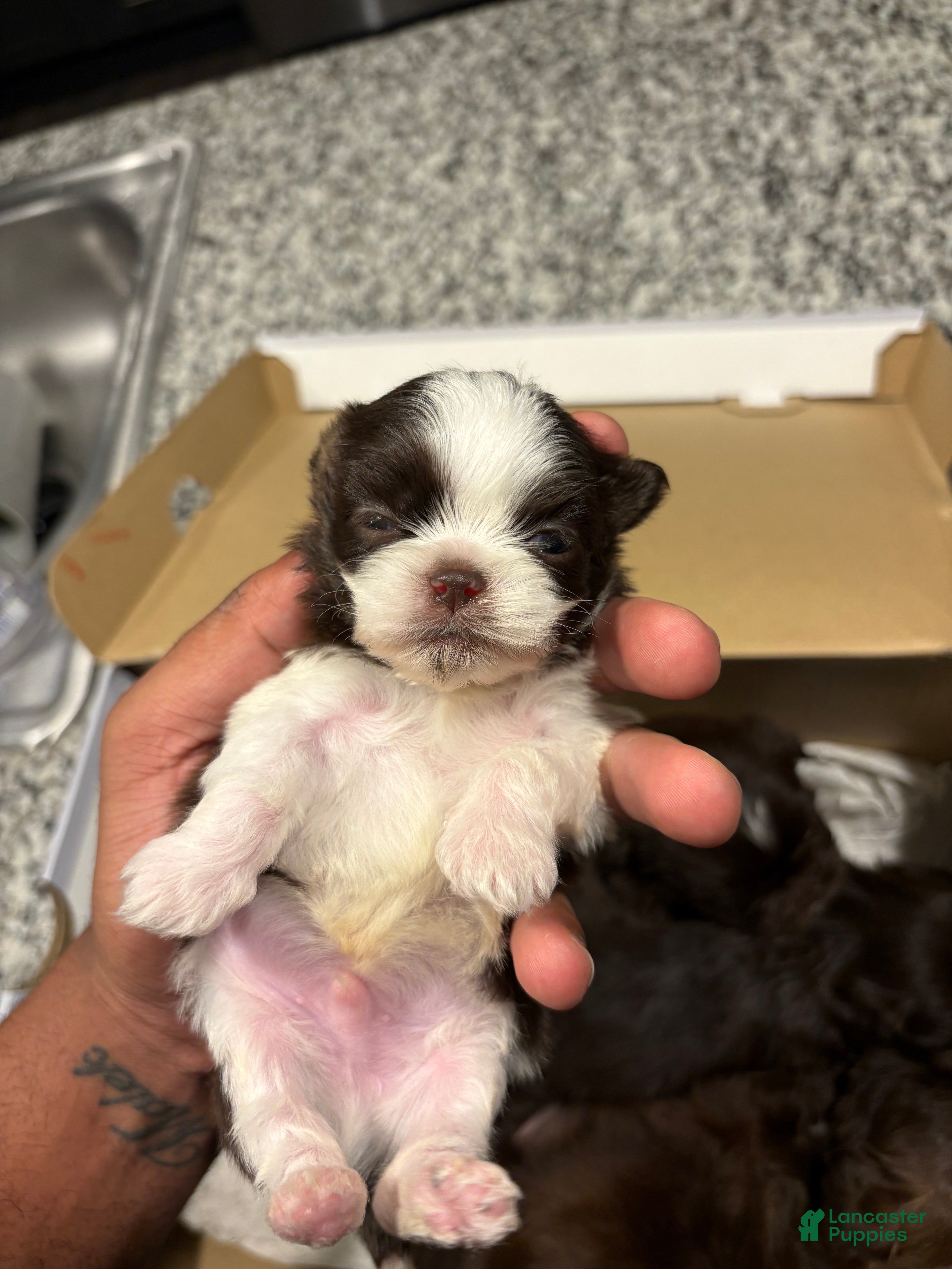 Shih Tzu dogs Jr - Ad 22