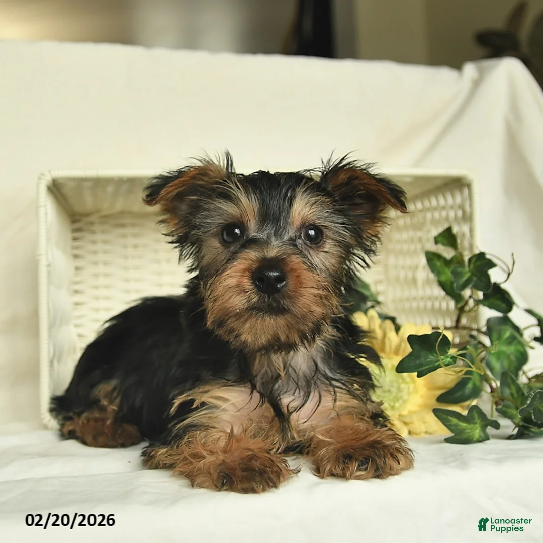 Yorkshire Terrier dogs for sale: Rolo  - Ad 4