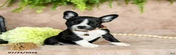 Boston Terrier dogs for sale: Dolly - Ad 3