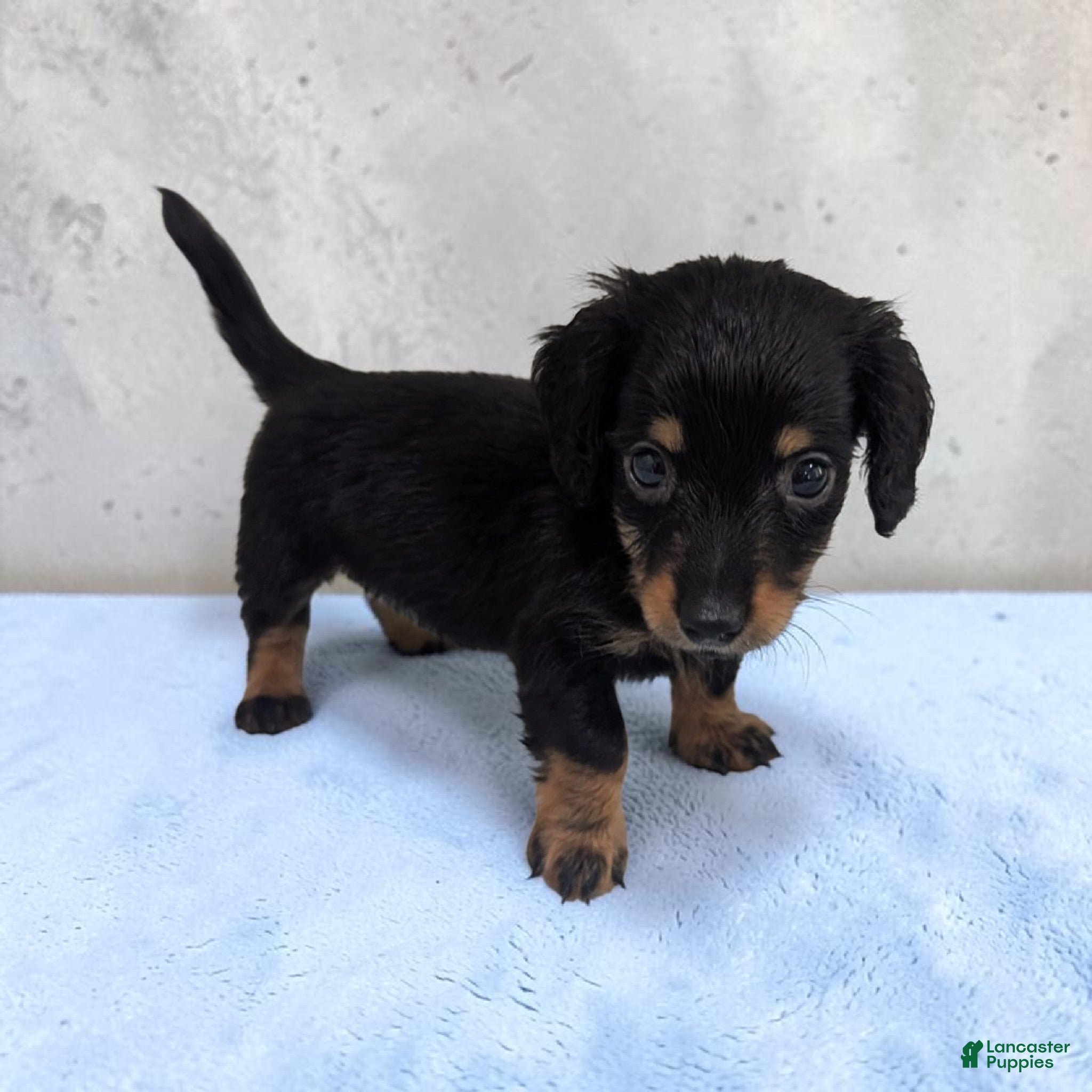 Miniature Dachshund dogs Oreo - Ad 2