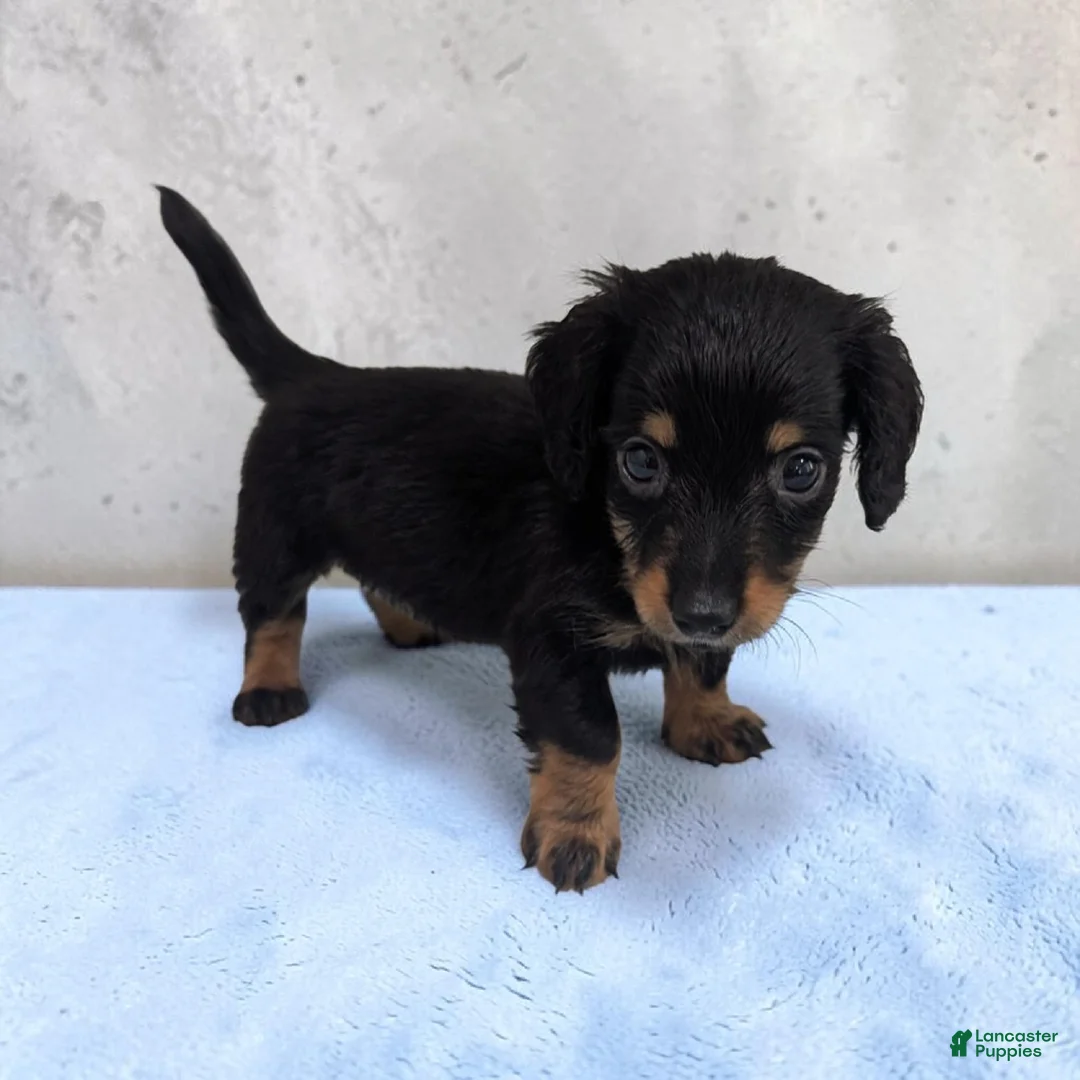 Miniature Dachshund dogs for sale: Oreo - Ad 2