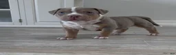 American Bully dogs for sale: American Bully Puppy 4 - Ad 6