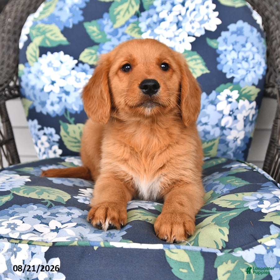 Golden Retriever dogs Pepper - Ad 1