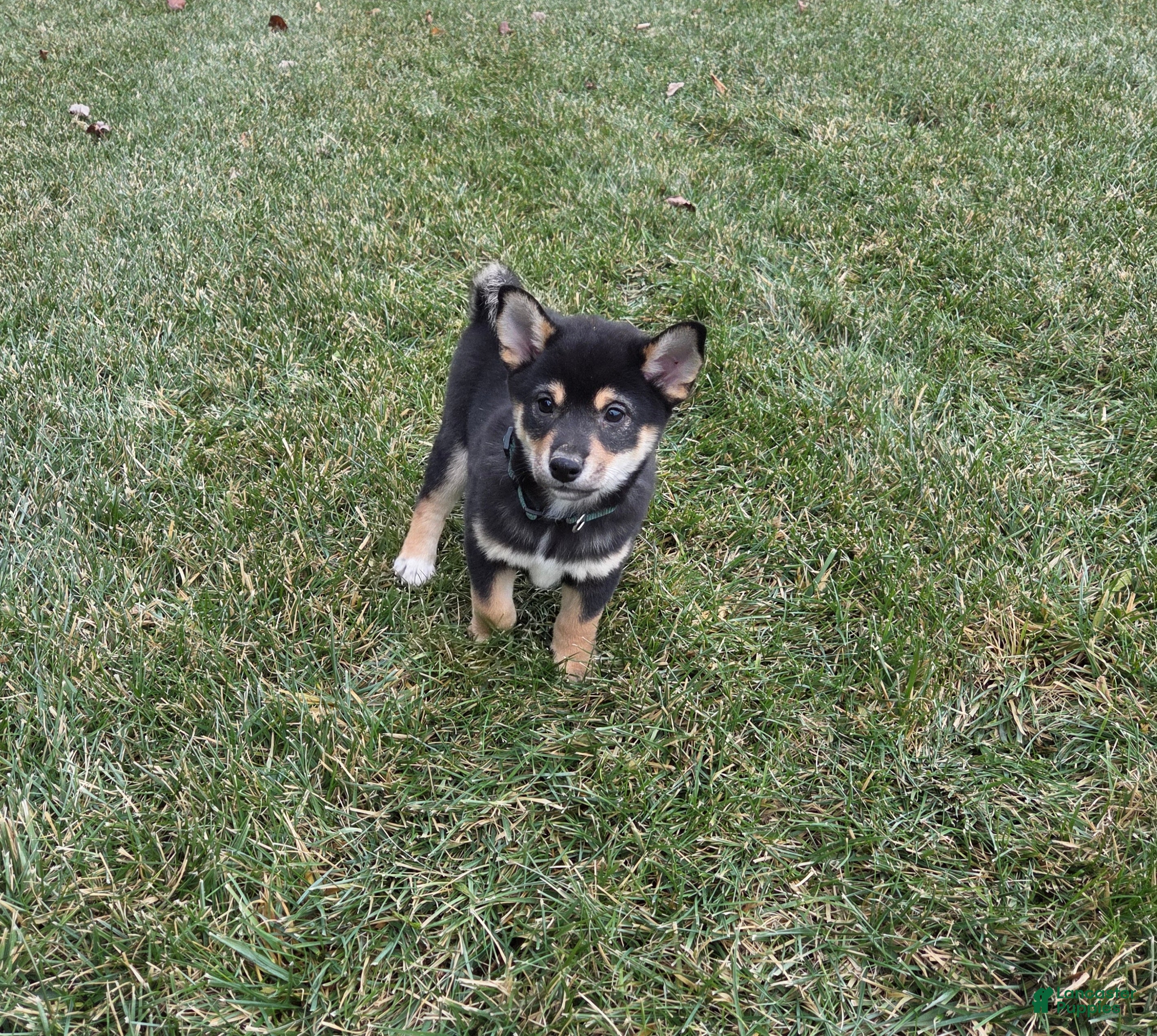 Shiba Inu dogs Major - Ad 3