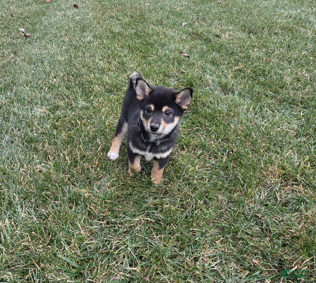 Shiba Inu dogs for sale: Major - Ad 1