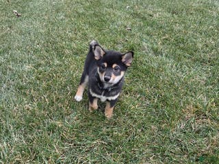 Shiba Inu dogs Major - Ad 34