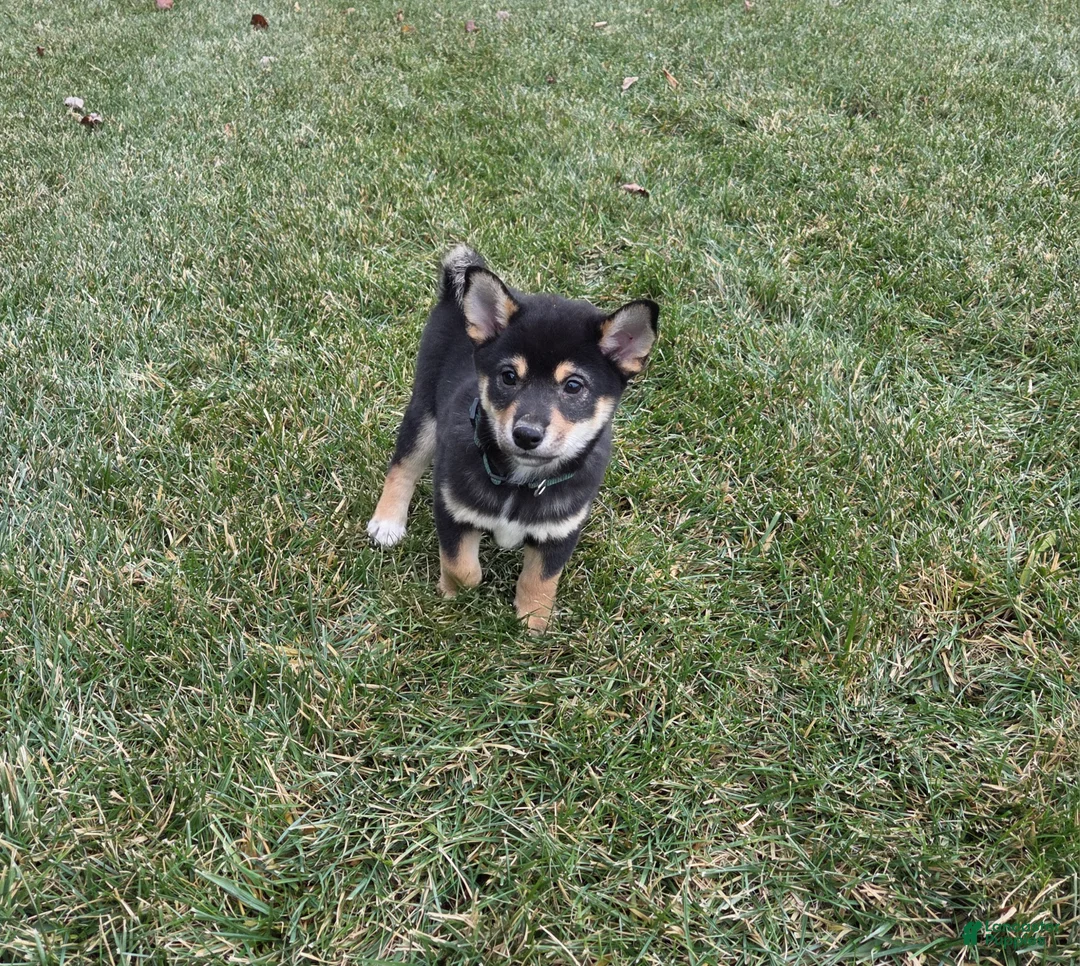 Shiba Inu dogs for sale: Major - Ad 1