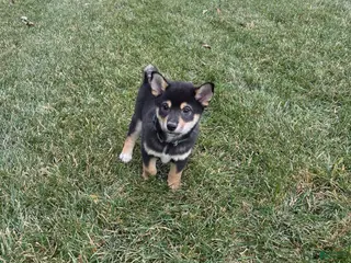 Shiba Inu dogs Major - Ad 5