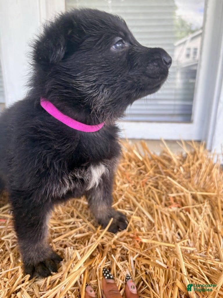 German Shepherd dogs Pink Collar - Ad 1