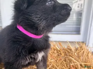 German Shepherd dogs for sale: Pink Collar - Ad 2