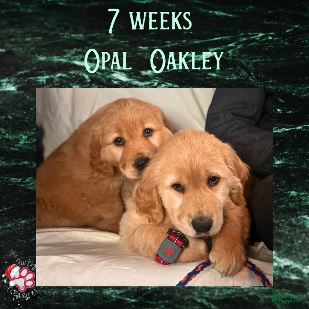 Golden Retriever dogs for sale: Oakley, Golden Retriever, Male - Ad 28