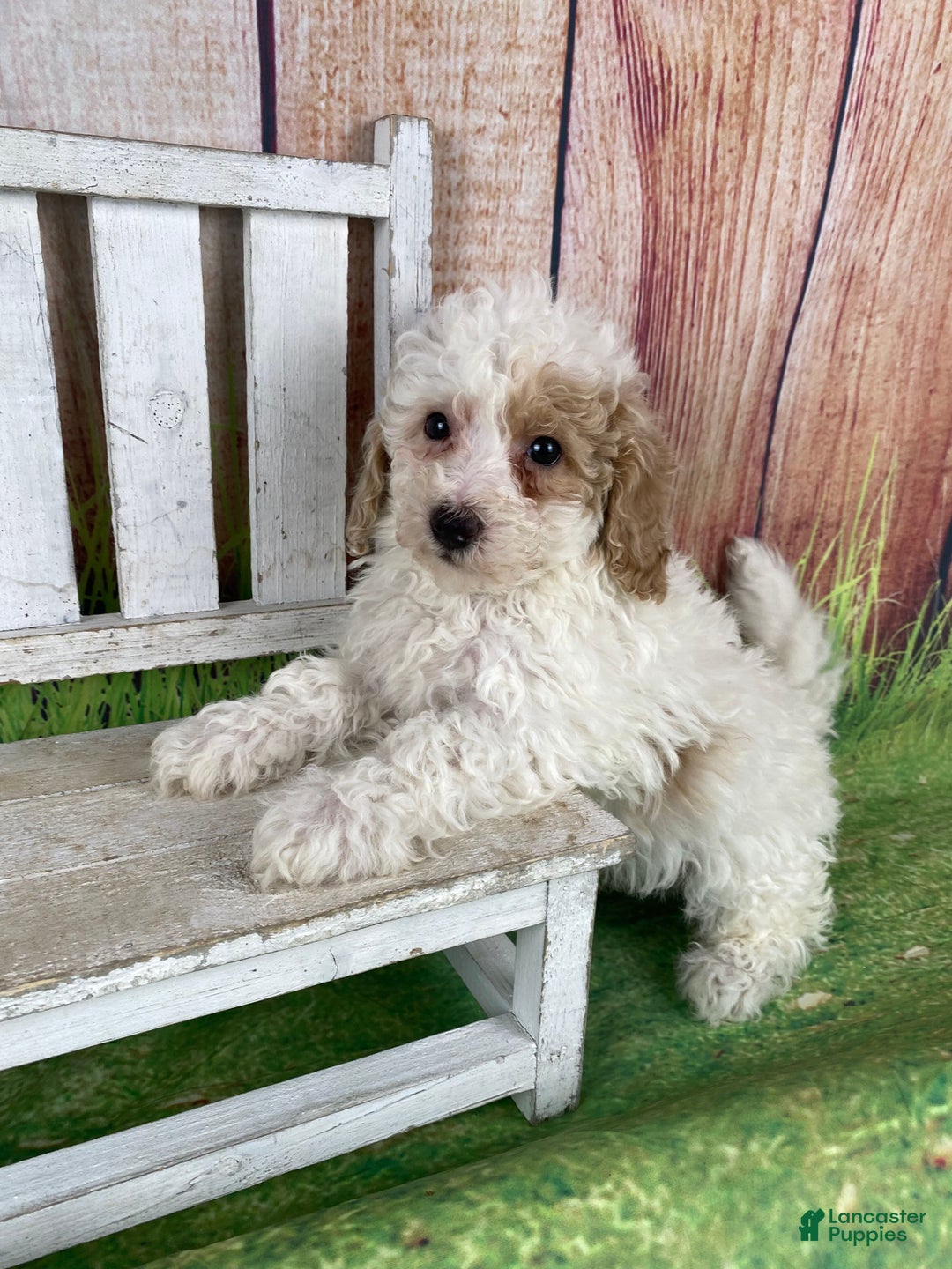Miniature Poodle dogs for sale: Biscuit - Ad 13
