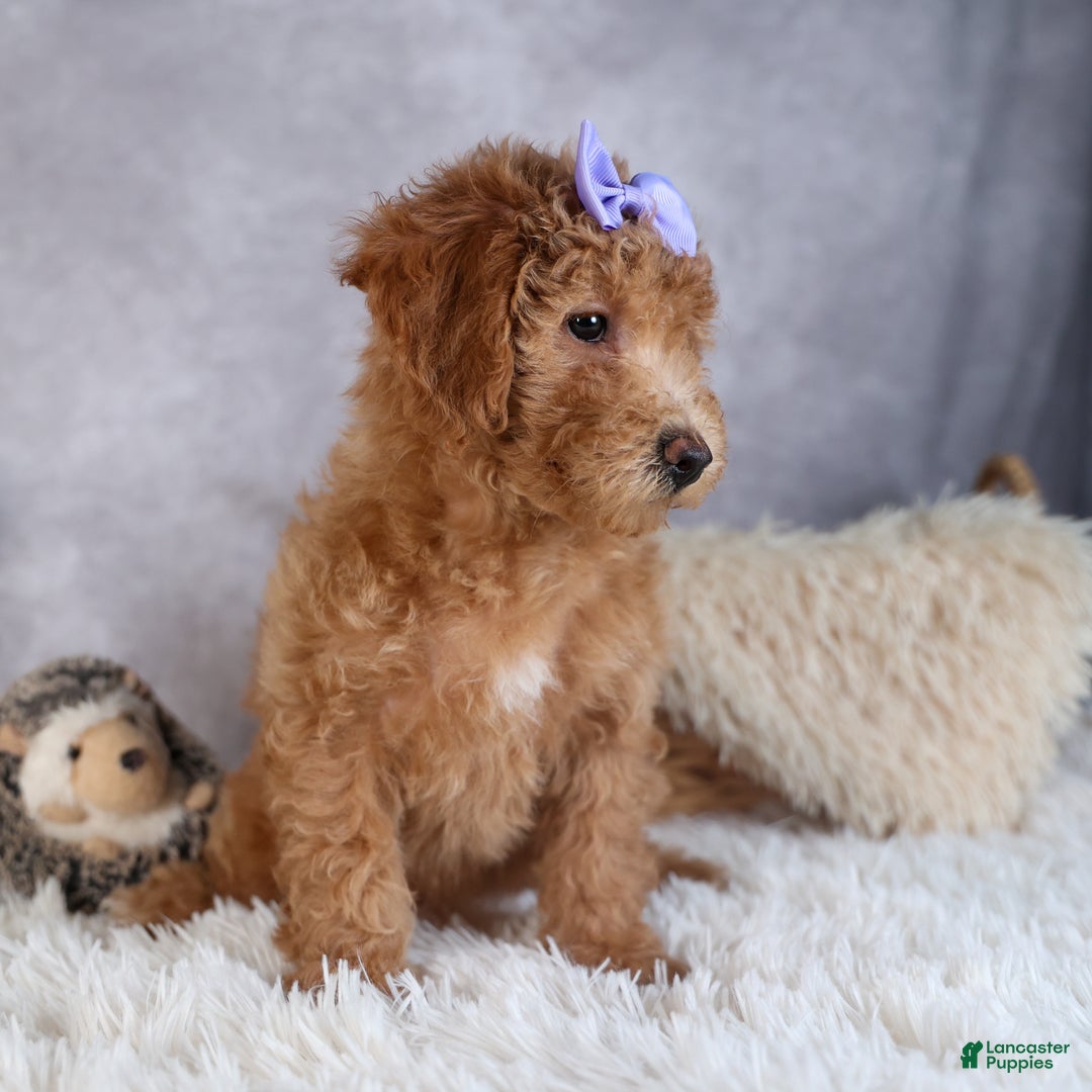 Shihpoo dogs for sale: Evie - Ad 16