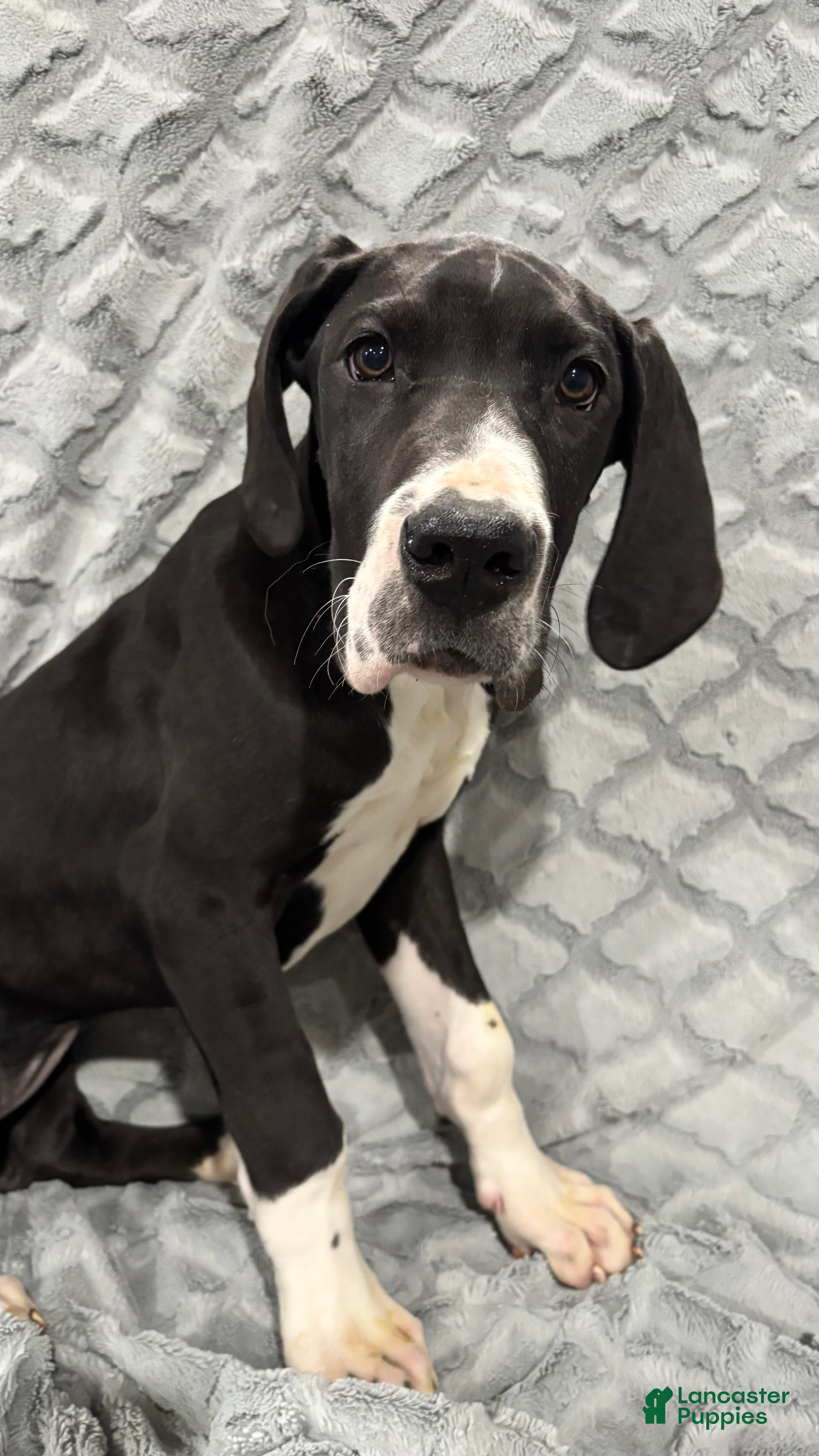Great Dane dogs Katniss - Ad 1