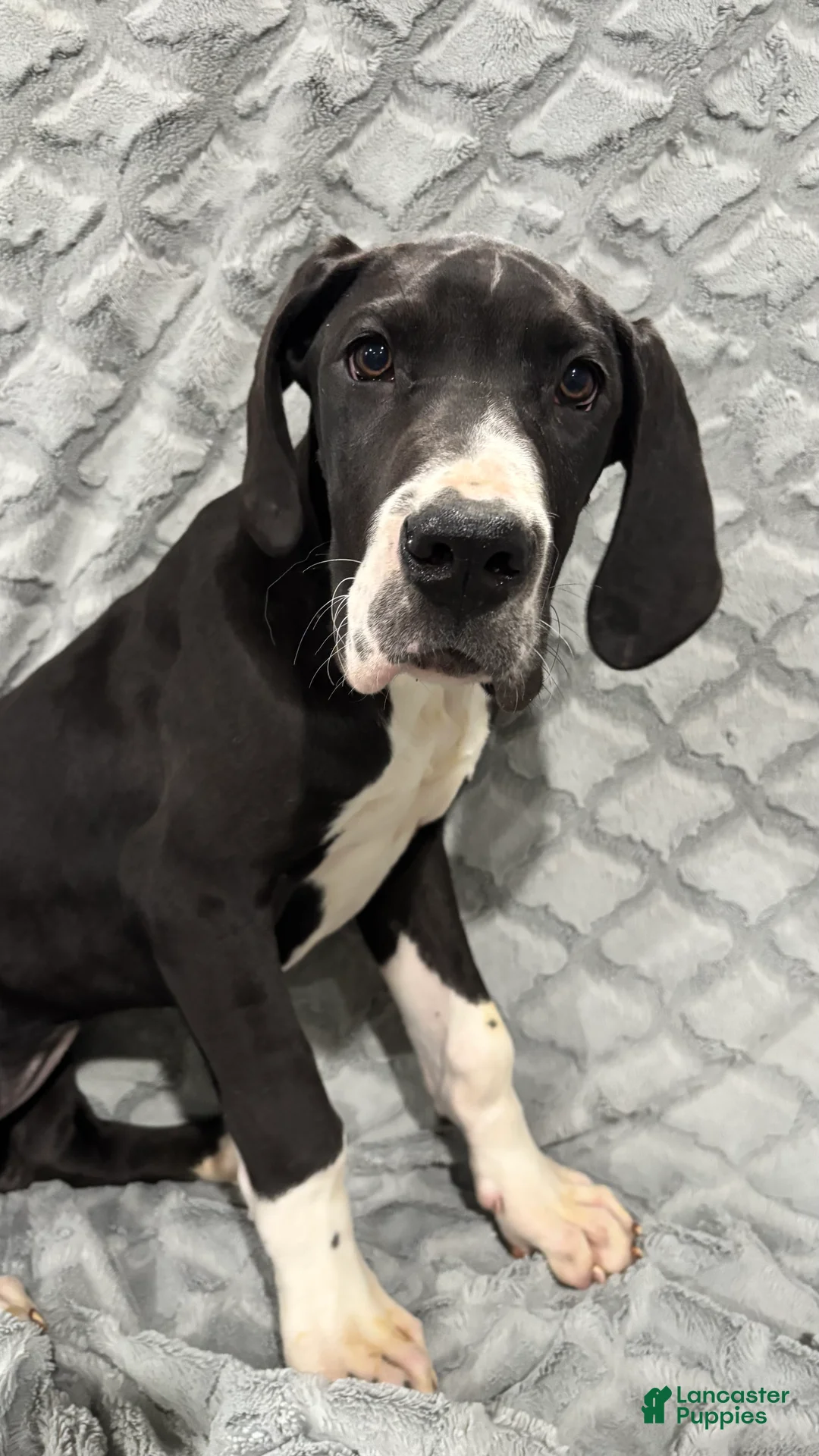 Great Dane dogs for sale: Katniss - Ad 1
