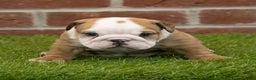 English Bulldog dogs for sale: Buster - Ad 4